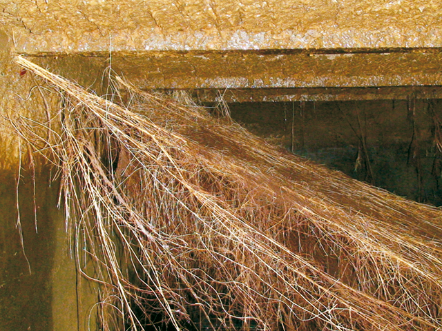 Lavado de cisternas rotoplas con raices