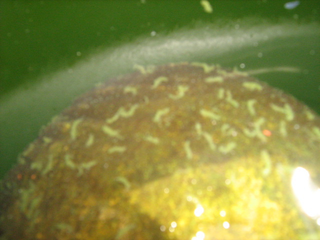 Limpieza y desinfeccion de tinacos Rotoplas y de asbesto en Zapopan Guadalajara