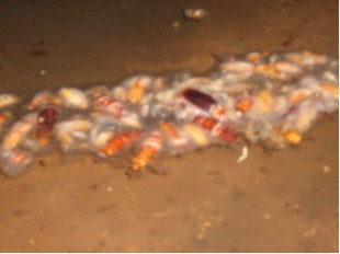 lavado de aljibes cisternas contaminados con cucarachas Zapopan Guadalajara