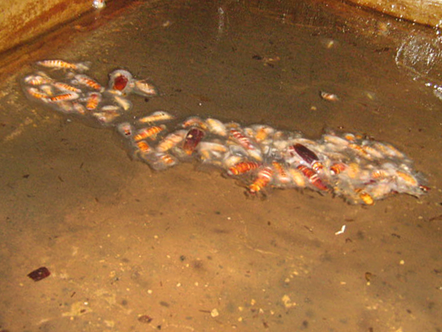 lavado desinfectado de aljibes contaminados infectados por cucarachas  ratones insectos arañas Zapopan Guadalajara