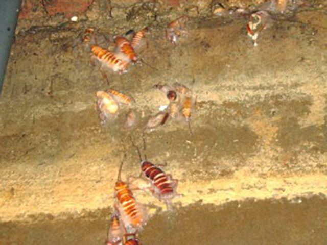 Servicio de limpieza y desinfeccion de aljibes y cisternas contaminadas por cucarachas Zapopan Guadalajara