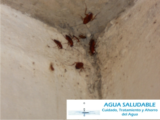 Lavado y reparacion de aljibes con cucarachas Zapopan Guadalajara