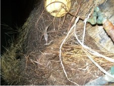 Lavado de cisternas rotoplas con raices