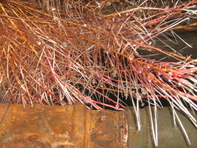 Lavado de cisternas rotoplas con raices