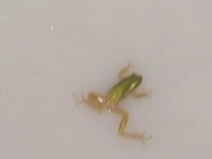 Quitar, remover , retirar insectos en aljibes