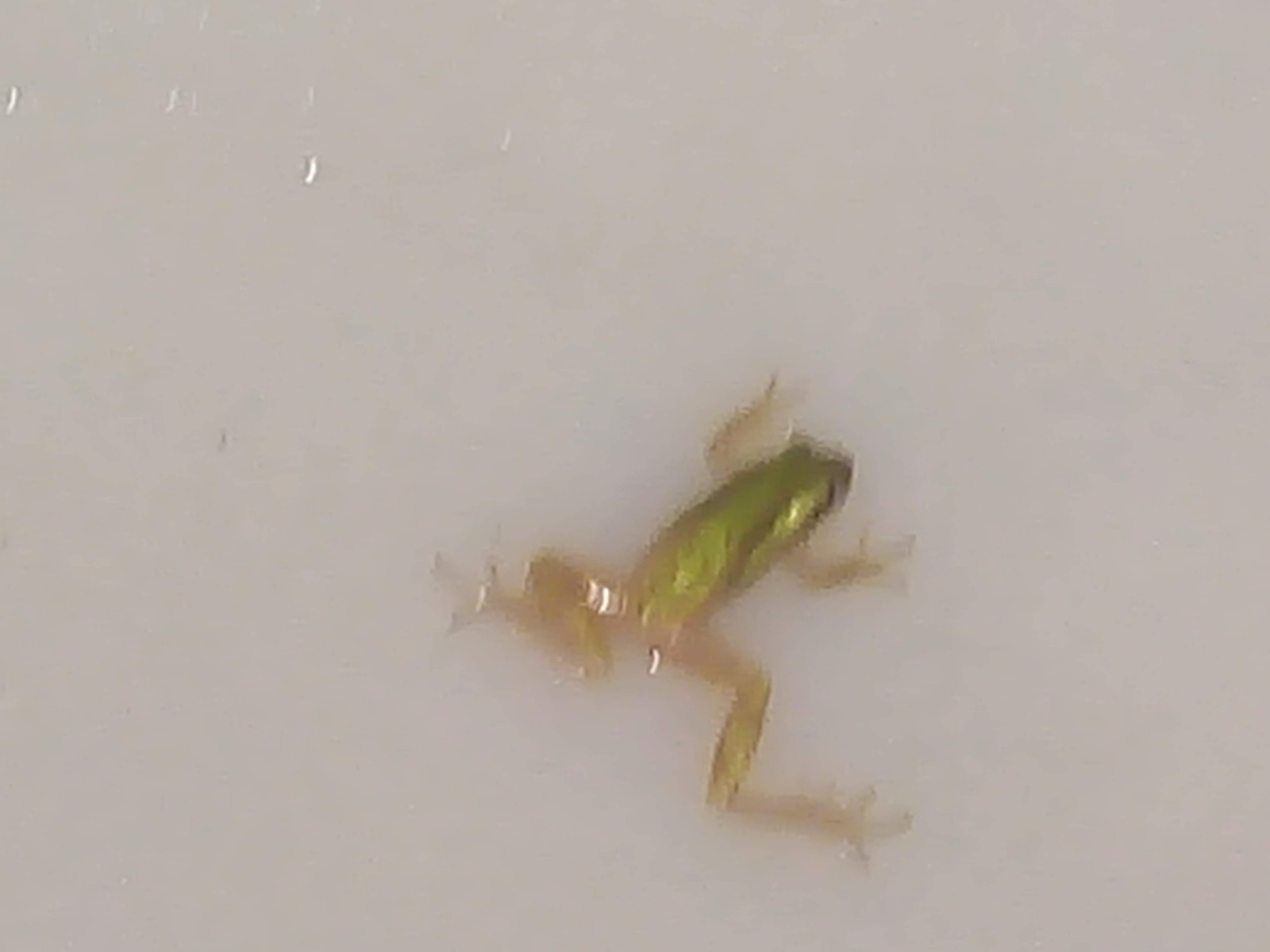 Quitar, remover , retirar insectos en aljibes