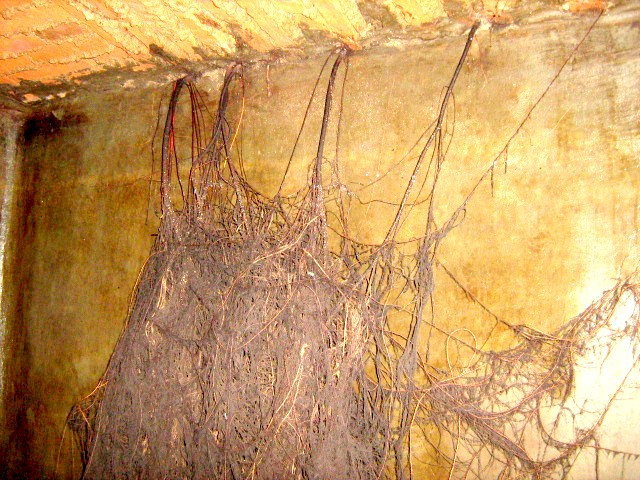 Como repara un aljibe o cisterna que tiene raices en Zapopan y Guadalajara